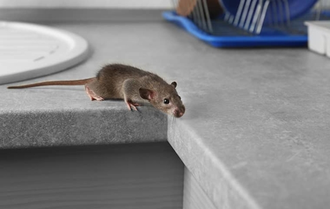 a rodent on a kitchen counter