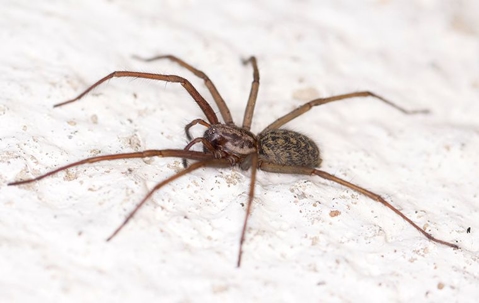 How To Keep Spiders Out Of Your Queen Creek Home