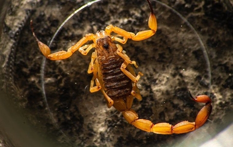 bark scorpion in a glass