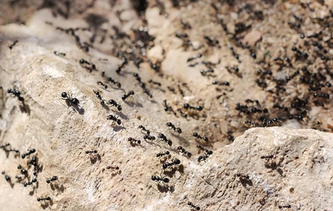 Ants