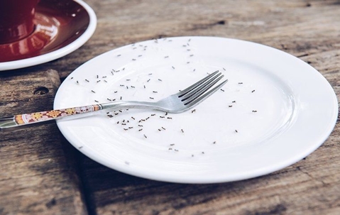 ants crawling on plate