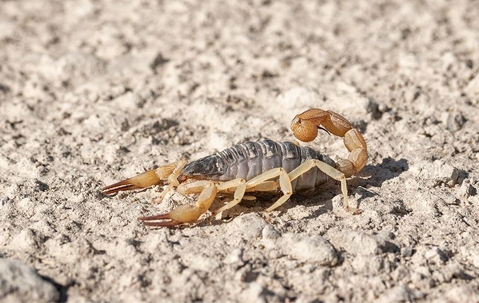 scorpion on the dessert floor