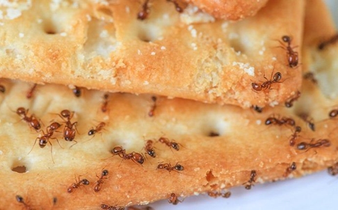 ant infestation on food