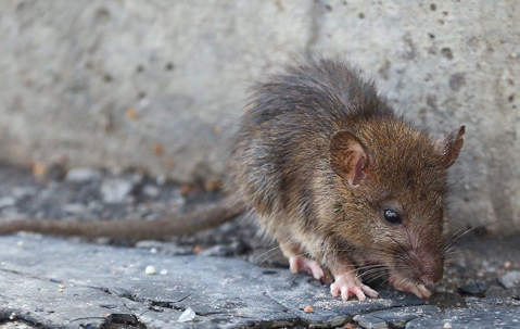 a brown rat outside