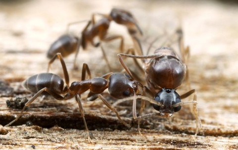 Ants