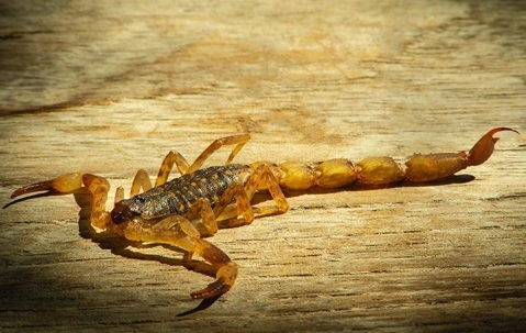 up close image of striped bark scorpion on wood