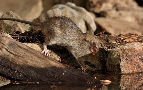 Rat