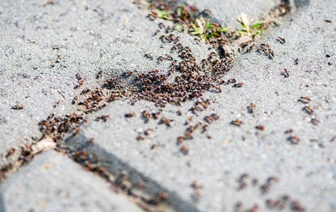 ants all over sidewalk