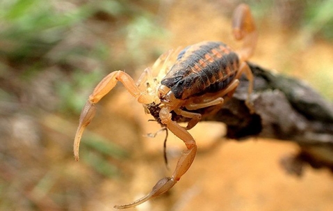 bark scorpion on leaves