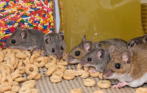 Rodents